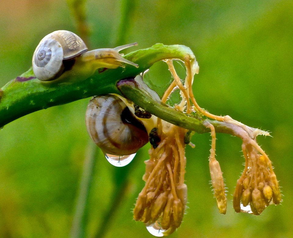Lorentxo Portularrume