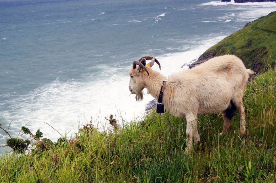 Ahuntza itsasora begira. Argazkia: Alberto Zorrilla