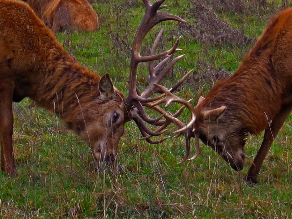 Oreinak marru egiten, SAlburuan. Argazkia: Jose Antonio Ortiz de Zarate