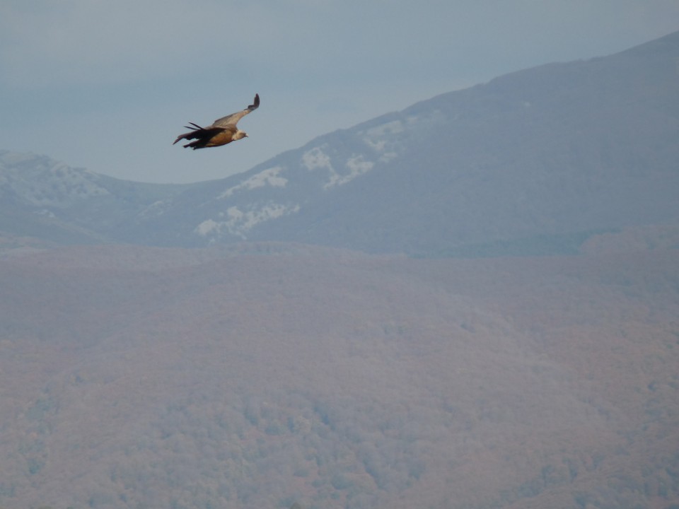 Saia, Urduñan. Argazkia: Juan Jose Diaz