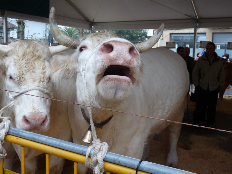 Behia San Blas egunean, Abadiñon. Argazkia: Juan Jose Diaz
