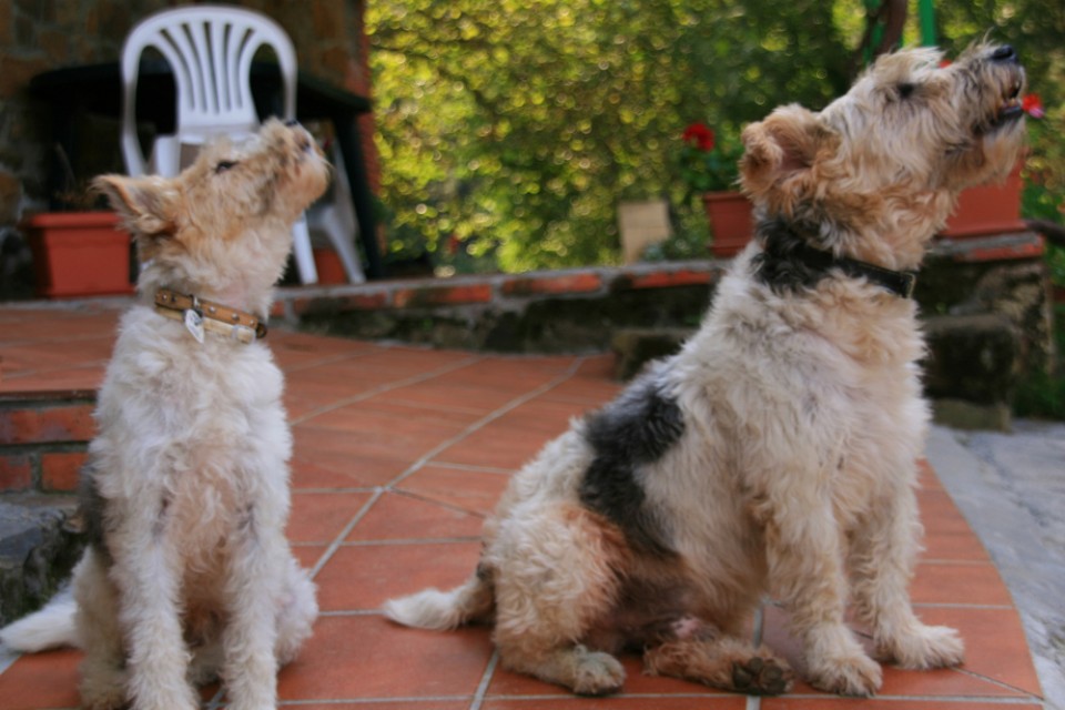 Txakurren zaunkak. Argazkia: Begoña Barrutia