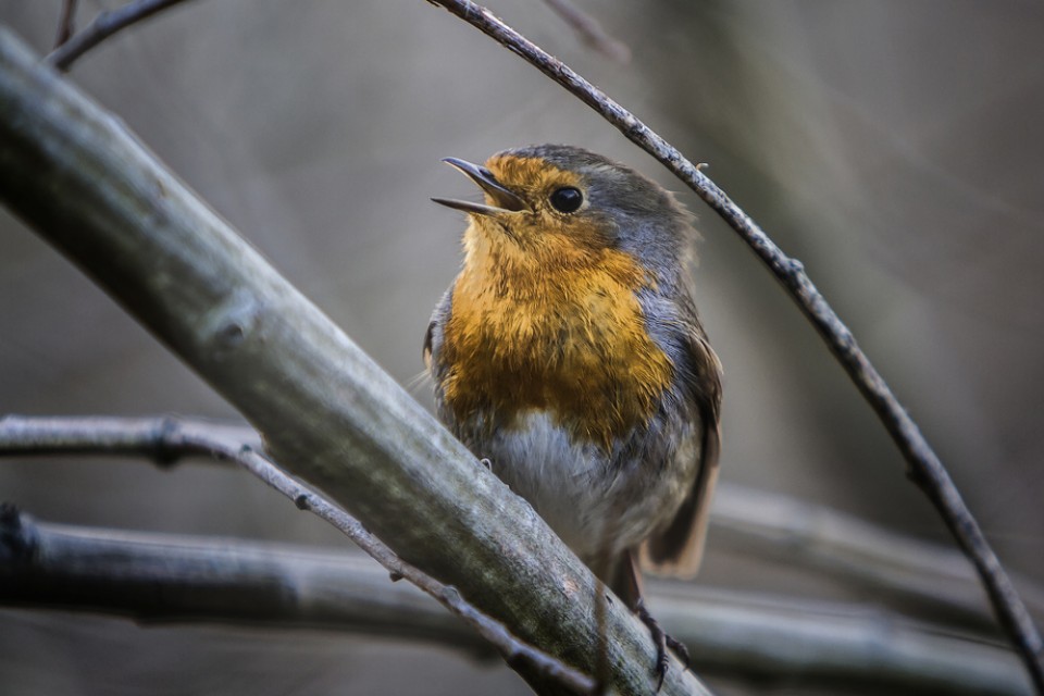 Txantxangorria. Argazkia: Juan Luis Elizaran