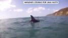 Los delfines toman la costa vasca