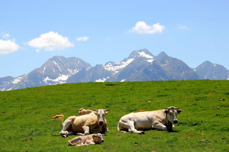 Pirinioetako argazkiak erronkarako