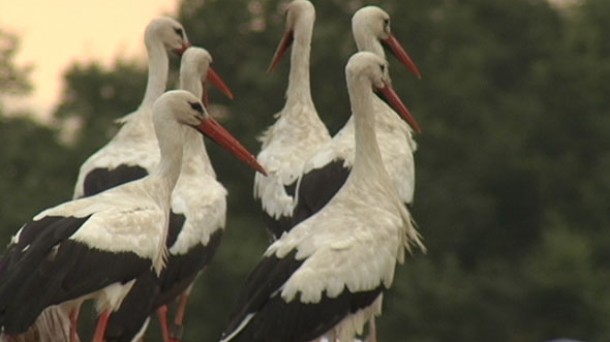 Historias de cigüeñas