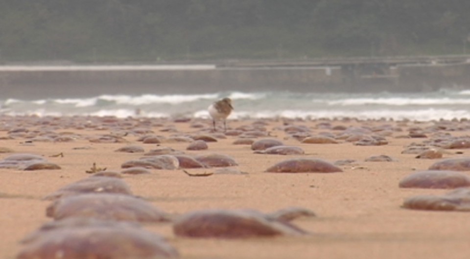 Medusas en la costa.