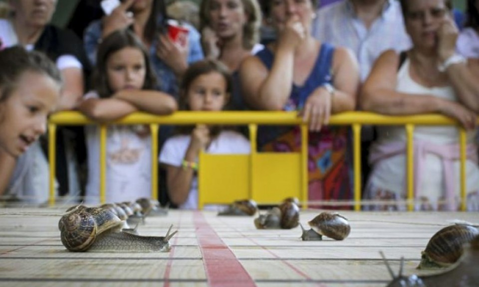 88 niños han participado en la carrera de caracoles de Tricio. Foto: EFE