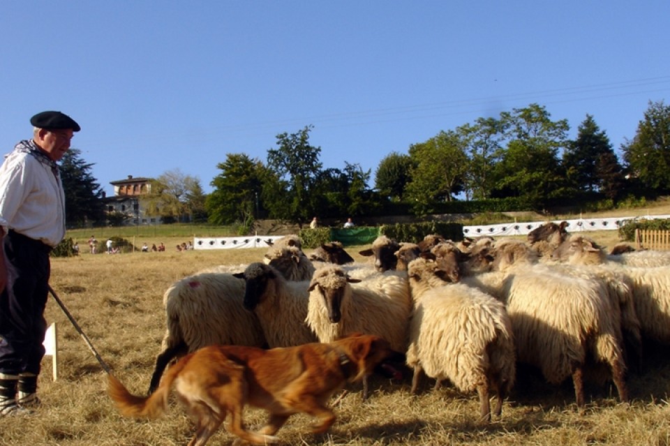 En la jornada no ha faltado el campeonato de habilidad de perros pastores. Foto de archivo / EiTB