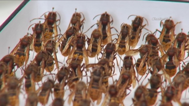 'Teknopolis' tratará sobre la avispa asiática. Foto: EITB