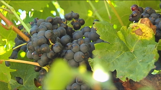 Productos de temporada: uva y vino