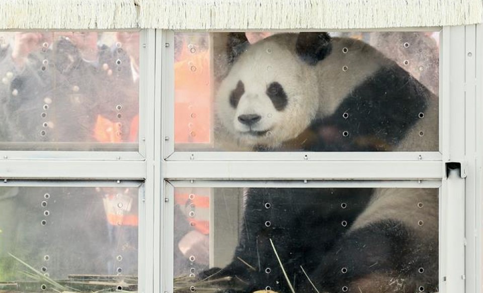 Uno de los osos panda que ha llegado a Bélgica. Foto: EFE