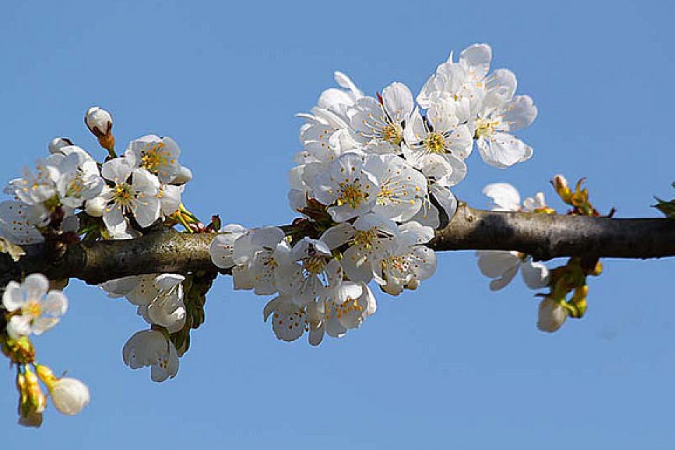 Muskiz. Argazkia: Inocencio Goikuria