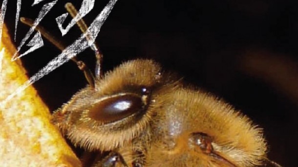 Matemáticas en las colmenas