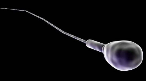 Iñigo Astiz Jan Svankmajerren irudimenean barna paseatuz