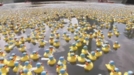 50.000 patos de goma invaden la ría de Bilbao