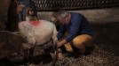 Ramón ordeñando una oveja