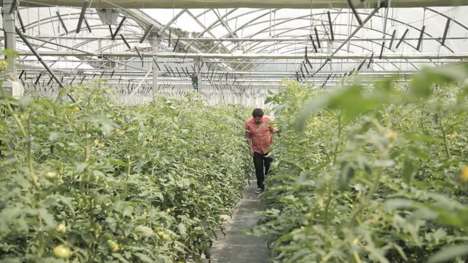 Ander, tomatez betetako negutegi batean