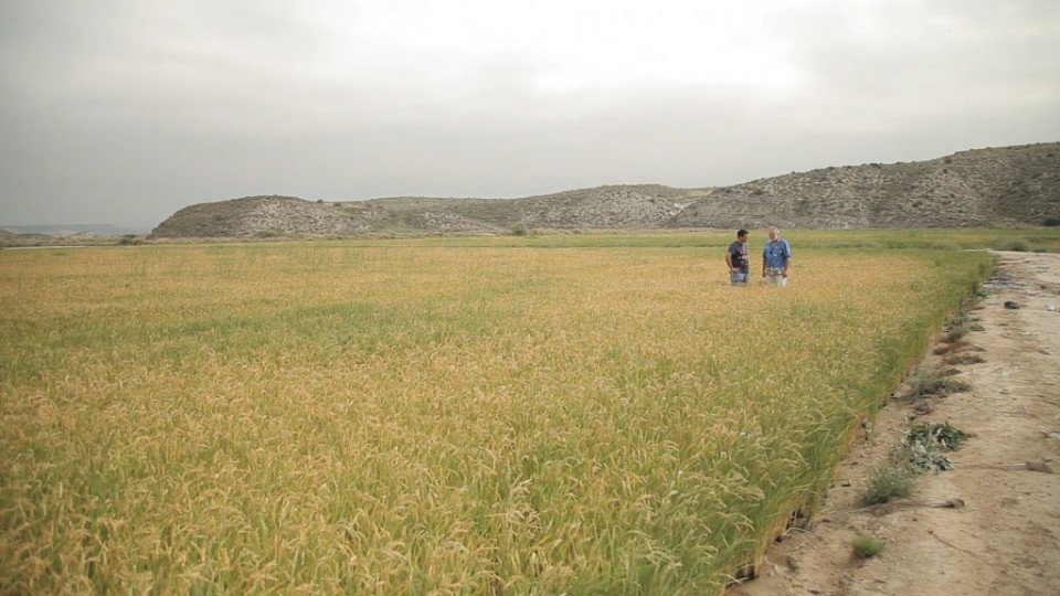 Argetaseko arroz-soroa