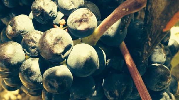 Recogida en 90% de la uva en Rioja Alavesa