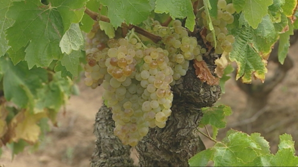 En Rioja Alavesa ya recogen la uva blanca