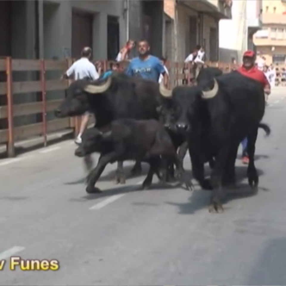 Encierro de búfalos en Funes