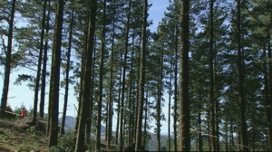 Los pinos y los pinares en Euskal Herria