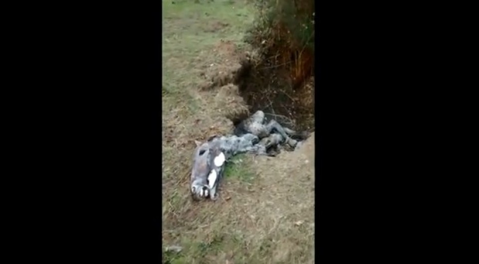 Caballos muertos en Gordexola