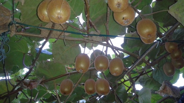 Buena cosecha de kiwis este año en Bizkaia