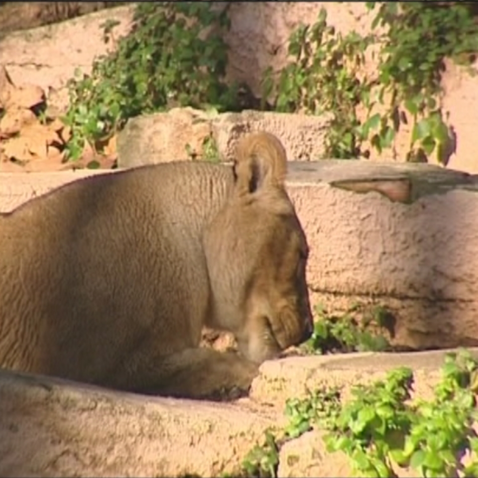 Zooko lehoietako baten irudia. Iturria: zoobarcelona.cat