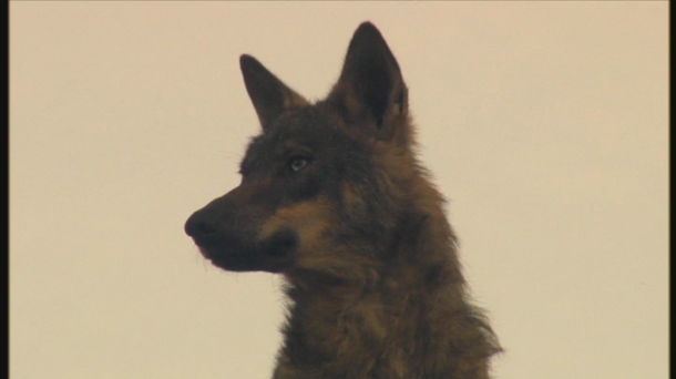 ''Las guerras del lobo'', un documental para conocer a esta especie