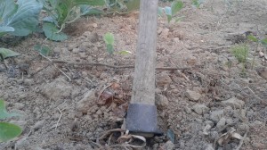 Luis Parra, joven agricultor por la sostenibilidad