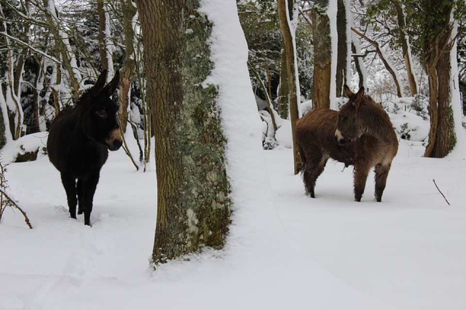 Astoak elurretan, Legution. Irudia: Juan Perea (2015/02/07)