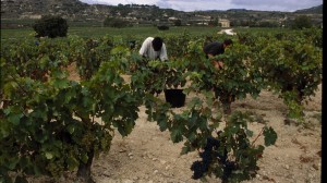 Arranca la vendimia de la uva tinta en Rioja Alavesa