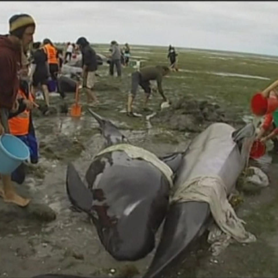 Ballenas varadas en Nueva Zelanda