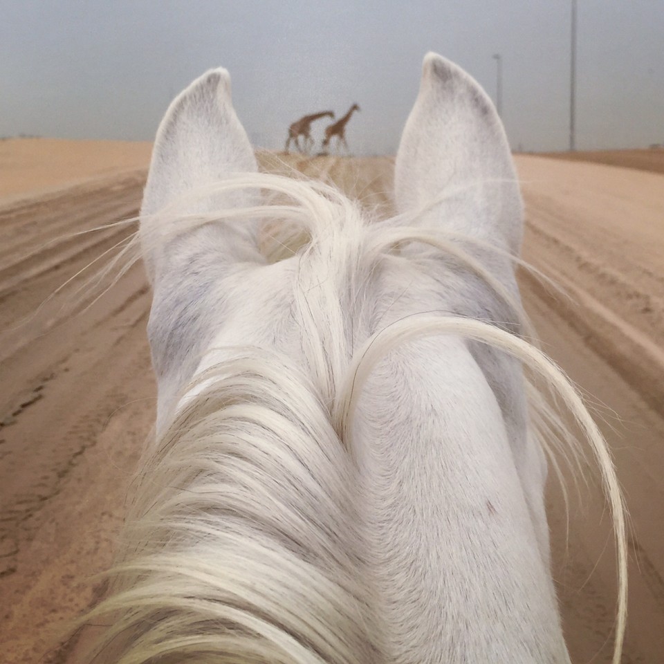 Uma Mencia zaldiak caballos. Argazkia: Uma Mencia