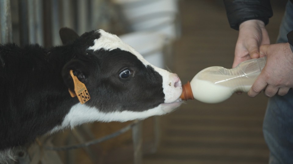 Aretxabaletako ganadutegi modernoa