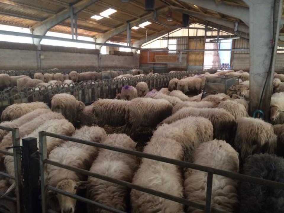 En la quesería Leze, 11.05.2015