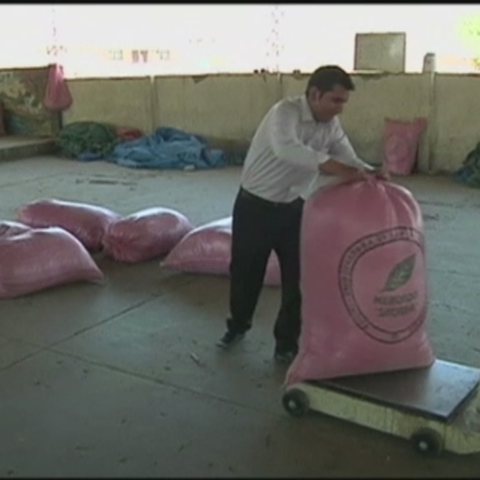 Productores de hoja de coca en Bolivia