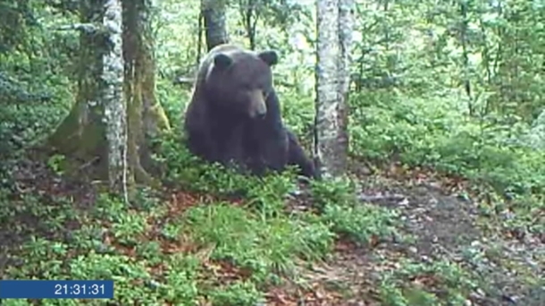 La recuperación del oso de los Pirineos