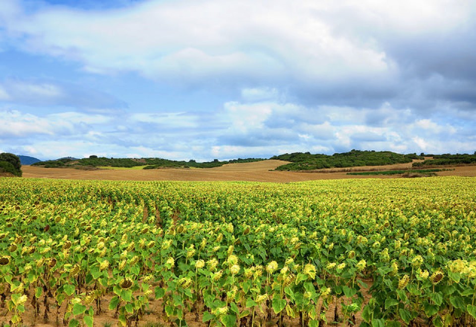 Mendigorria - José María Vega