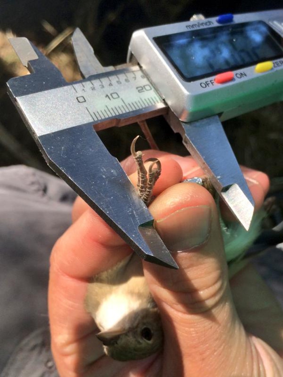 Anillamiento de aves en Salburua, 28.08.2015