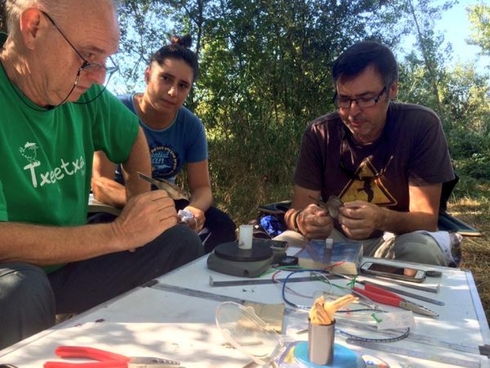 Anillamiento de aves en Salburua, 28.08.2015