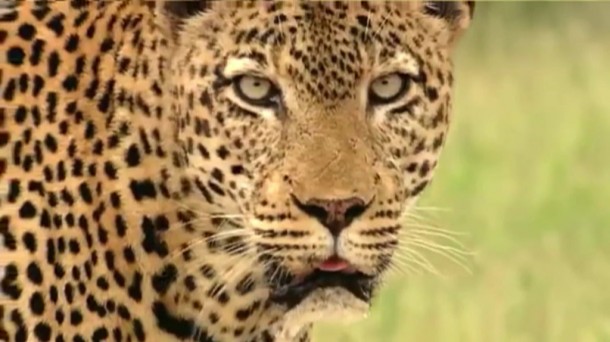 un leopardo de mirada intensa CMS