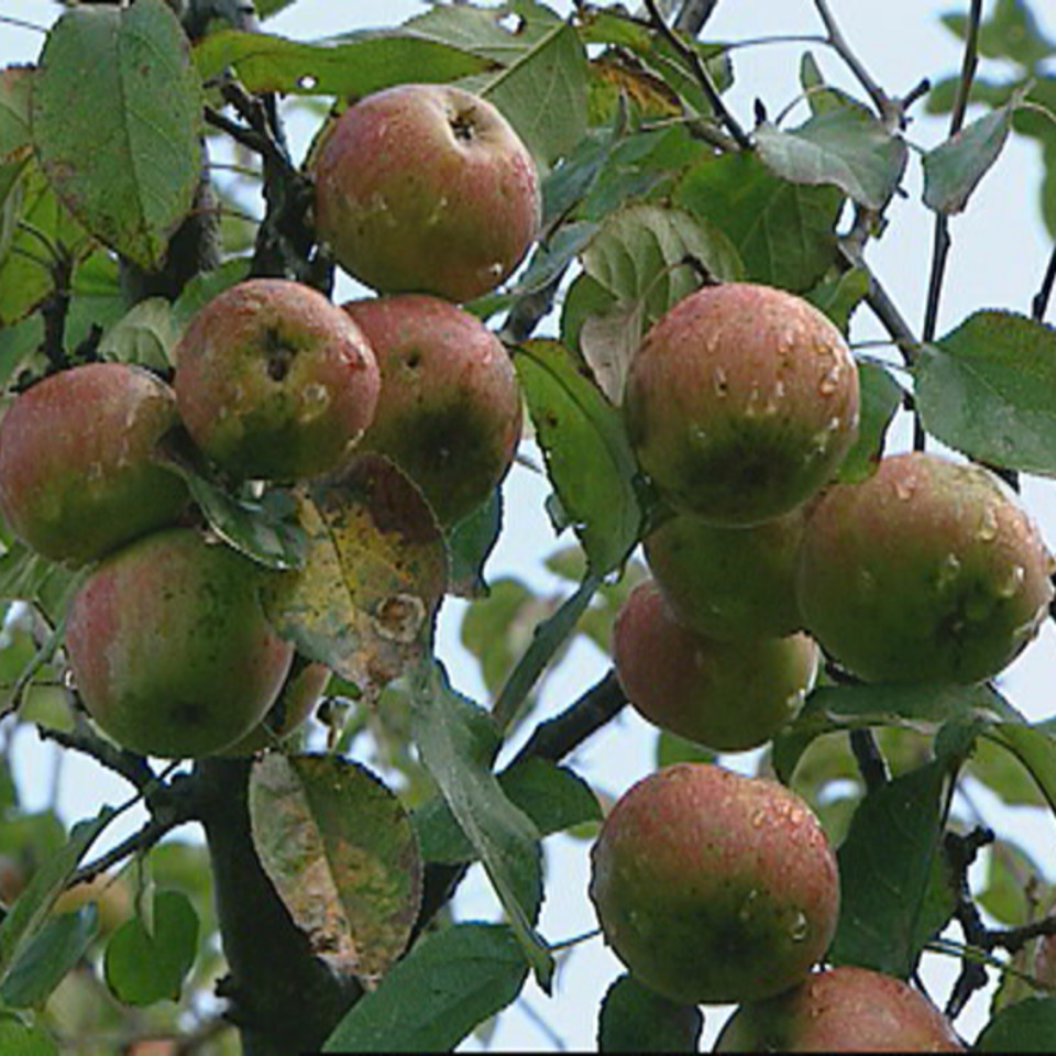 Manzanas para sidra