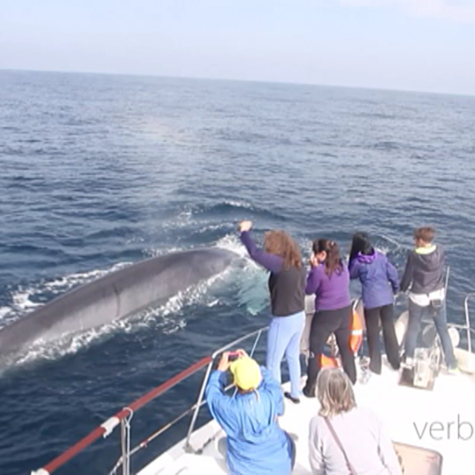 Espectaculares imágenes de un avistamiento de ballenas en Santurtzi