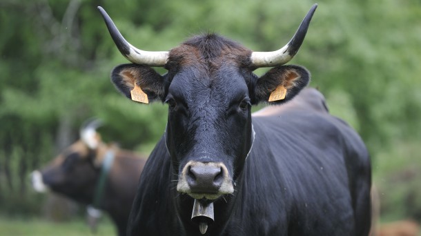 Recuperación de la vaca terreña en Álava
