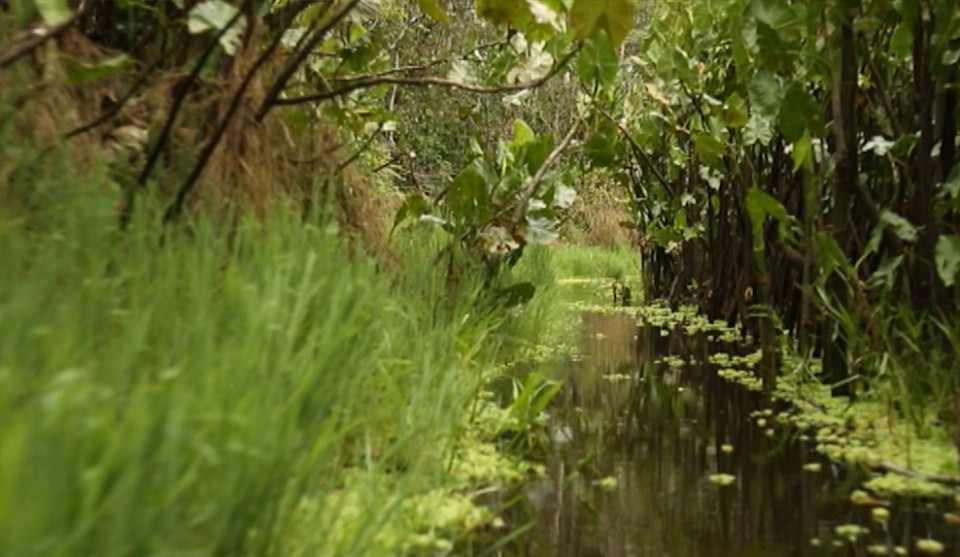 'Conquis' berria, Amazonasen