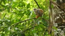 'Conquis' berria, Amazonasen title=