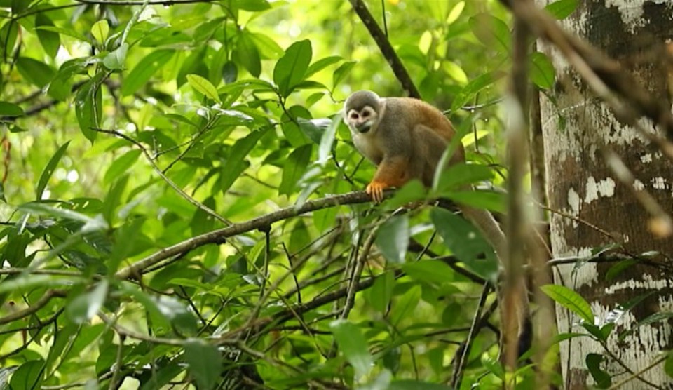 'Conquis' berria, Amazonasen